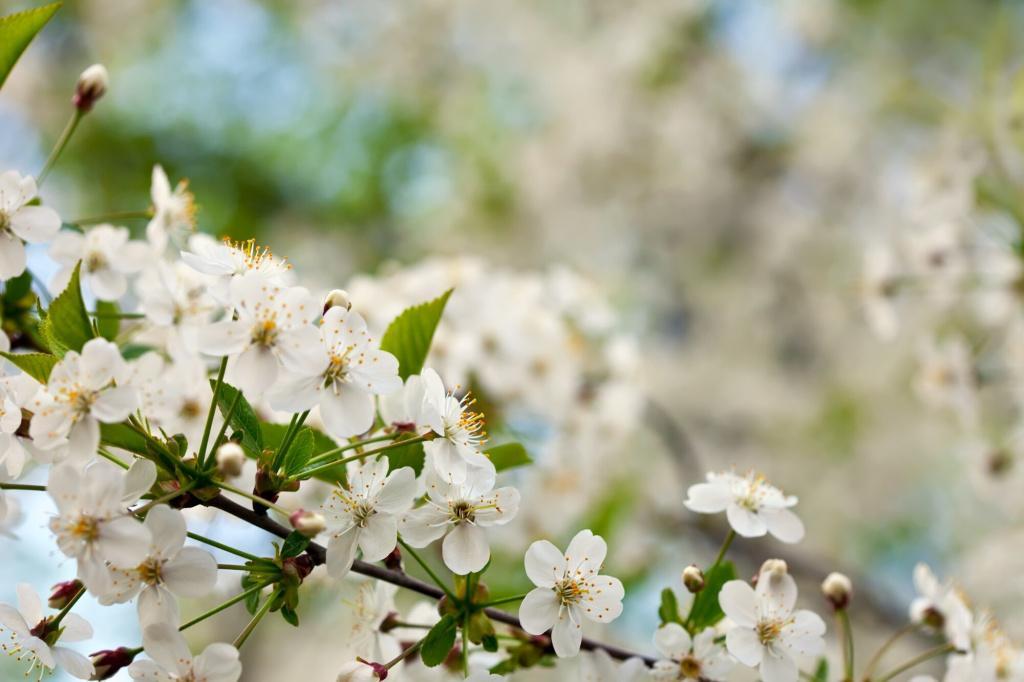 Spring — это не только «весна»: интересные значения этого слова